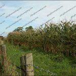 Corn