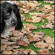 chalie_leaves_nov08_110x110 Charlie inspects the fallen leaves