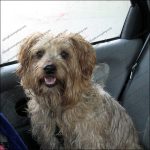 Buster is glad to return to the warm car. Buster is glad to return to the warm car.