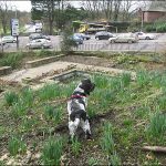 charlie_rickerby_park_feb09_gallery1 Charlie finds a vantage point