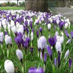 crocus_rickerby_park_feb09_gallery6 Crocus in Bitts Park