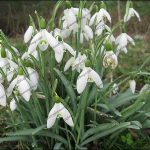 Snowdrops Snowdrops
