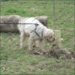 Sniffs Sniffs