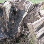Tree stump Tree stump