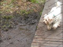 Buster looks at the muddy pudddles