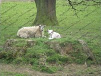 New lamb and Mum