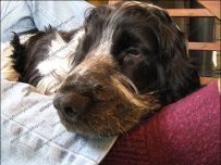 charlie_sleep_may09 Tired Charlie