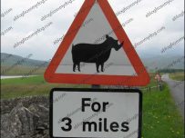orton_rhino_may09 Beware of rhino