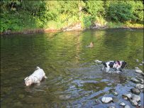 A cool dip with a friend