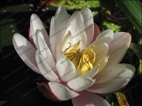 Water Lilly
