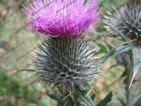 lochmaben_july09_pic012 A thistle. Lochmaben in Scotland