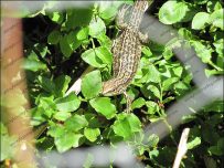 We spot a reptile in the undergrowth