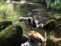 Priest Mill, Paddle