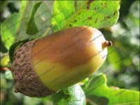 kingmoor_sept09_acorn Acorn