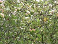 lanercost_apples_sept09 Apples