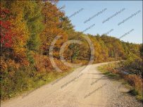 Golden leaves - Ennerdale