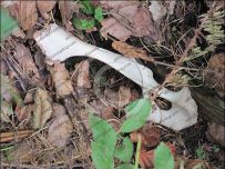 Bones in Ennerdale