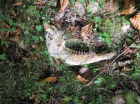 Jaw bone found in Ennerdale