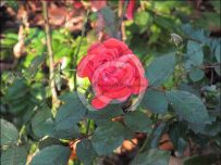 Rose Rose
