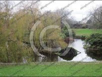Fallen Willow tree, Victoria Park, Carlisle Fallen Willow tree, Victoria Park, Carlisle