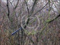 Golf club in tree
