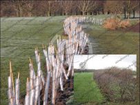 Four years growth of bushes