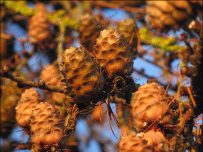Larch cones Larch cones