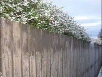 Snow covers the trees and bushes Snow covers the trees and bushes