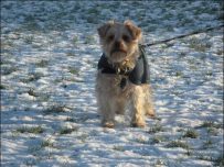 Buster enjoys the snow Buster enjoys the snow