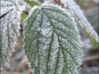 Frozen leaf Frozen leaf