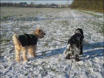 Buster and Charlie enjoy a walk Buster and Charlie enjoy a walk