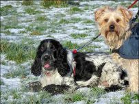 The winter sunshine is very warm The winter sunshine is very warm