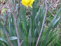 Daffodils are open in St Bees