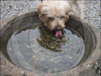 A welcome drink of fresh water