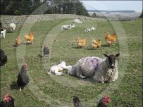 New season lamb and free range hens New season lamb and free range hens