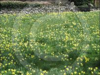 Daffodils at Brockhole