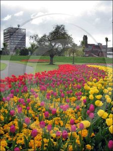 tulip_gal6 Bands of colour sweep through the park