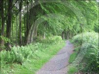 Forest path in Mabie Forest Forest path in Mabie Forest