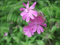 Forest flower Forest flower