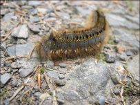 Giant caterpillar found on forest track Giant caterpillar found on forest track