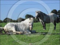 Horse and pony enjoy the late morning sunshine Horse and pony enjoy the late morning sunshine