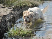 Buster has a paddle in a rock pool
