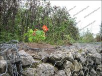Nastershum planted in a rock wall Nastershum planted in a rock wall