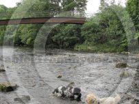 We have a paddle under the modern Willowford Bridge