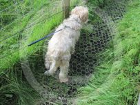 Buster finds the erosion matting hard work