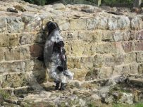 If I jump I can just see over the wall