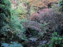 Japanese garden at Giggle Alley
