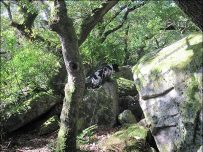 Charlie tries his paws at rock climbing