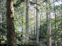 The mysterious floating trees of Eskdale Green