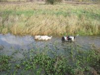 Buster and Charlie get a paddle in a big puddle